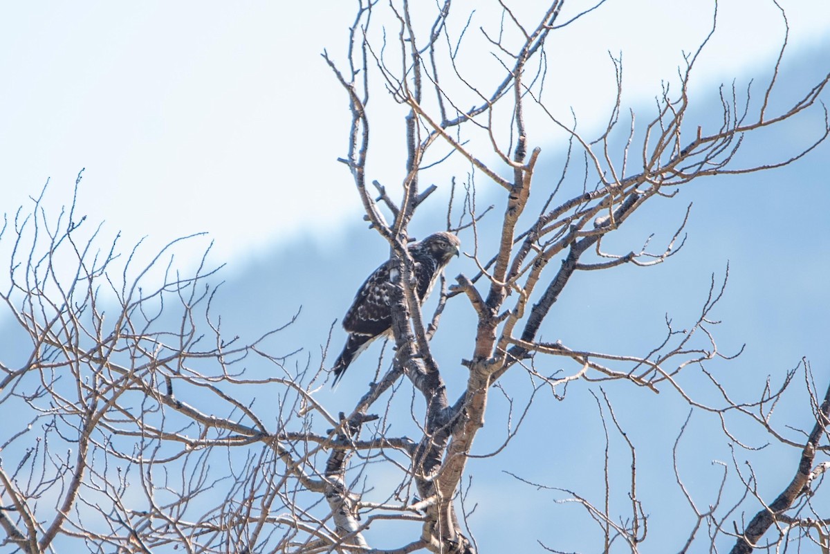 Red-tailed Hawk - ML613396020