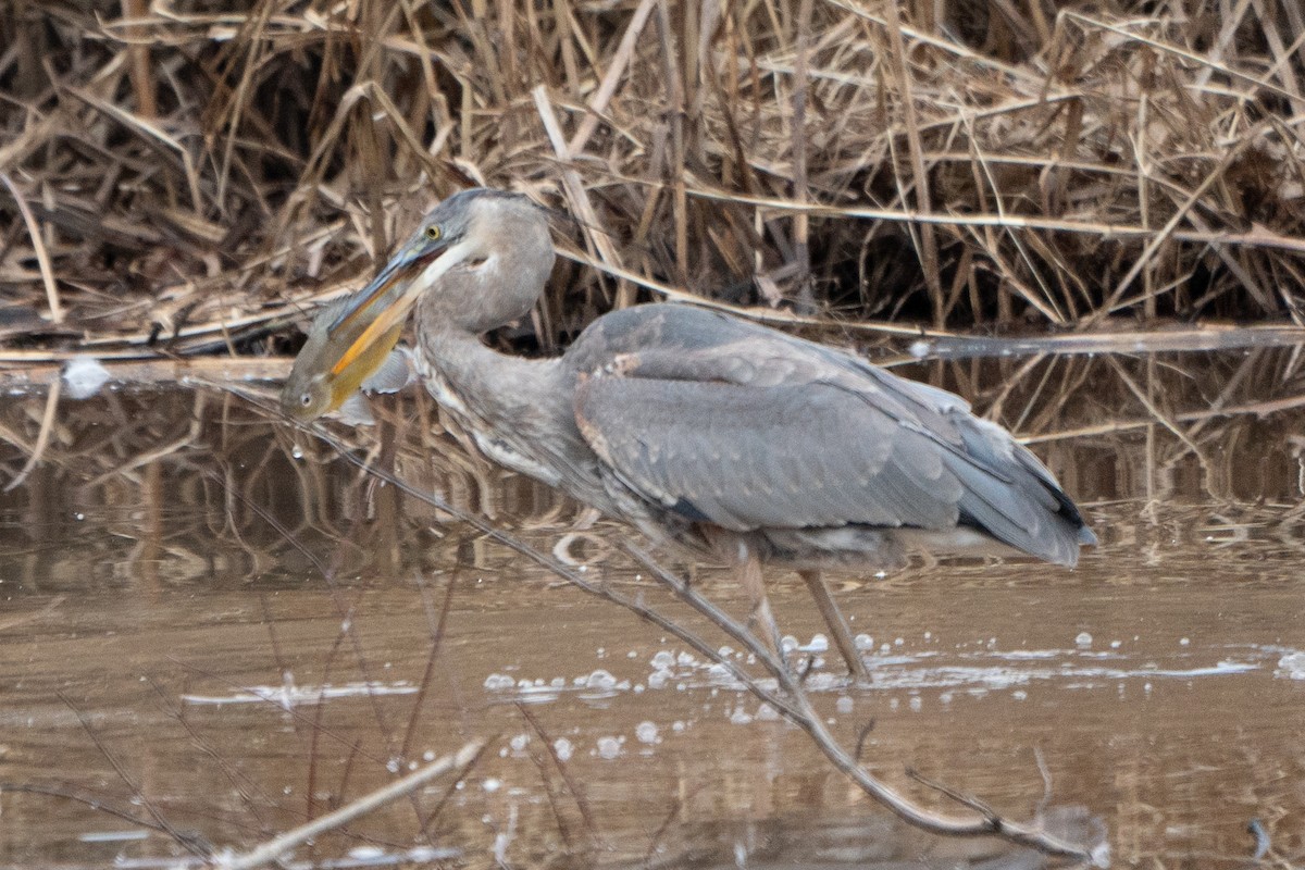 Great Blue Heron - ML613396100