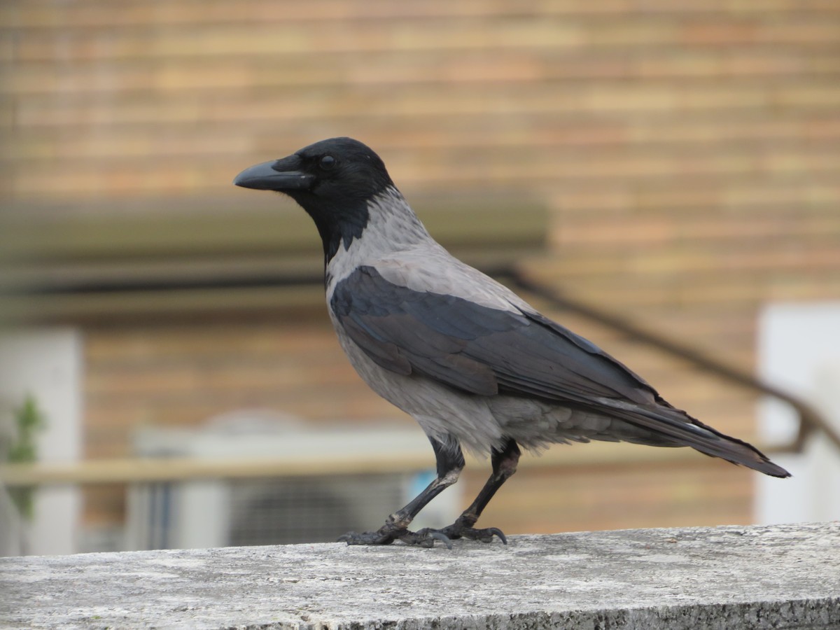 Hooded Crow - Thomas Lopez