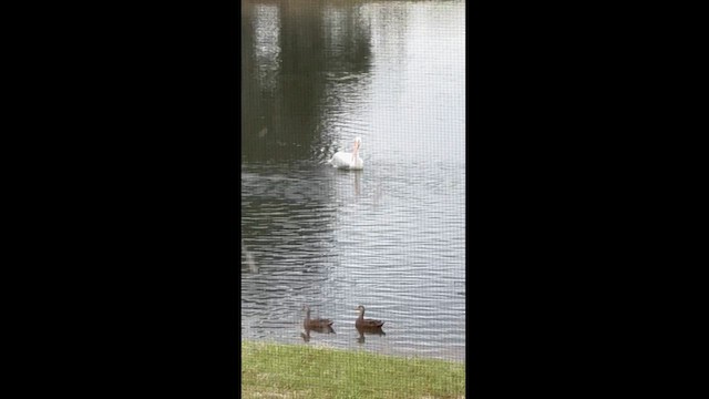 American White Pelican - ML613396246