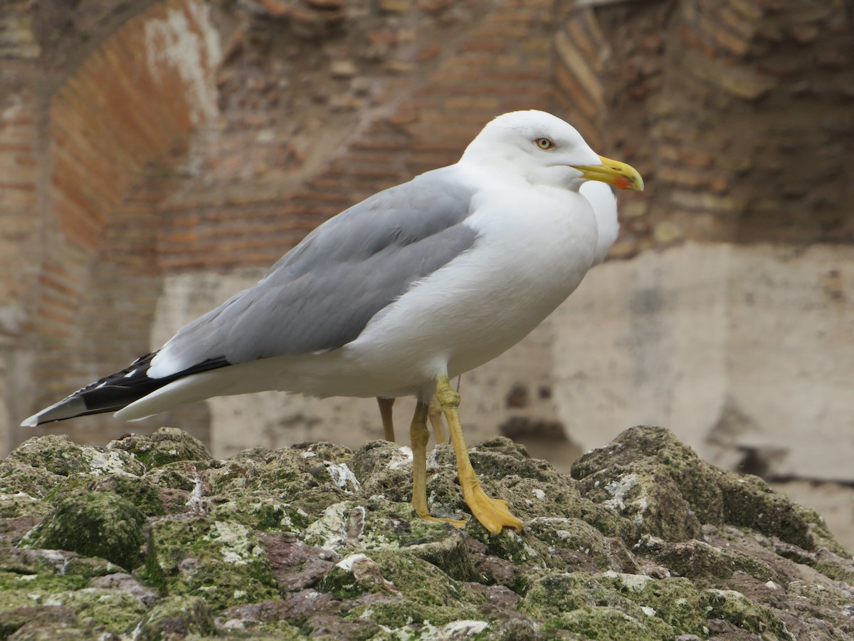 Yellow-legged Gull - Thomas Lopez