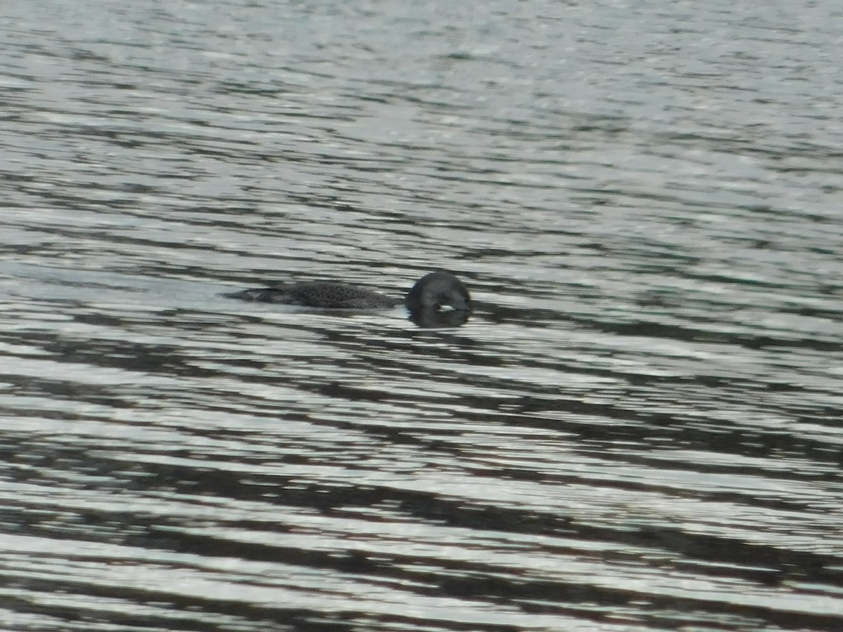 Red-throated Loon - ML613396249