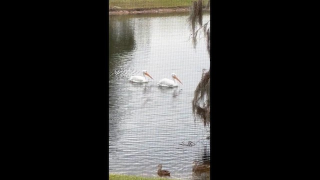 American White Pelican - ML613396266