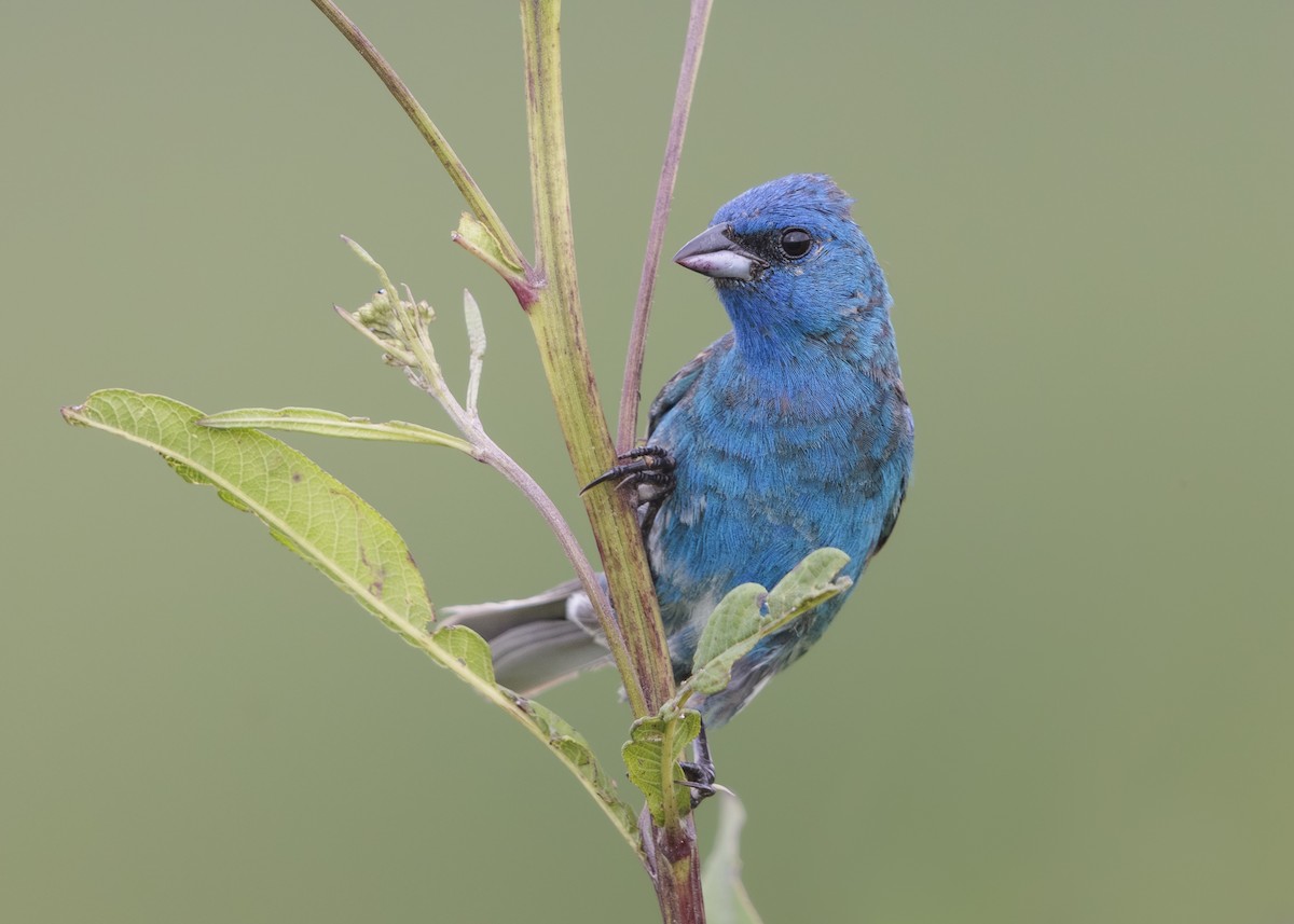 Indigo Bunting - ML613396377