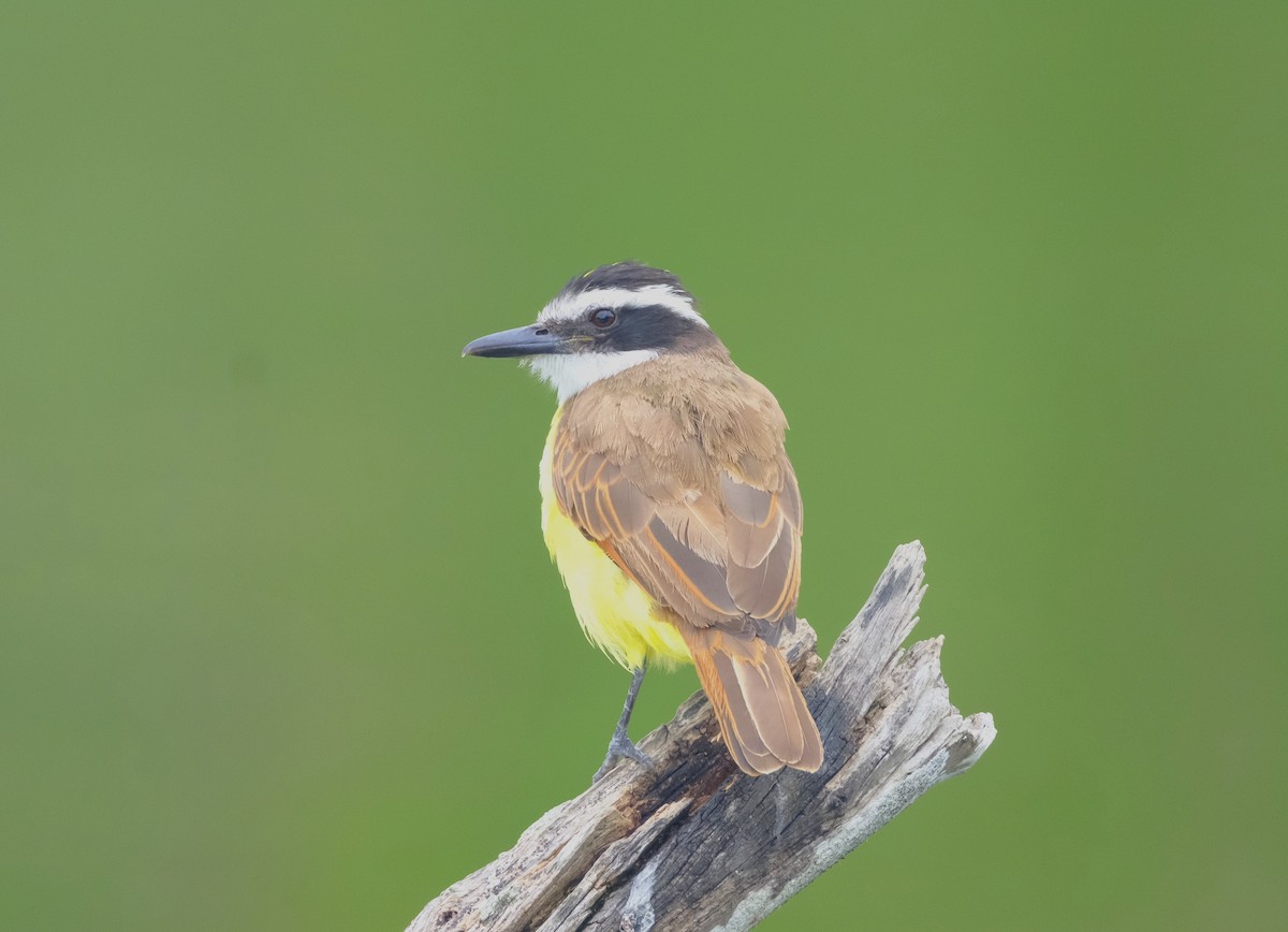 Great Kiskadee - ML613396461