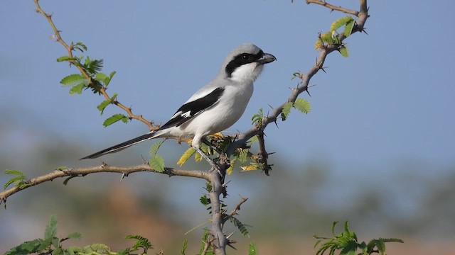 Сорокопуд сірий - ML613396546