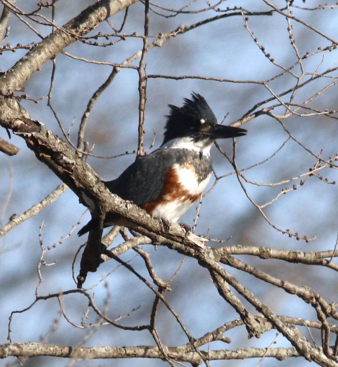 Belted Kingfisher - ML613396556