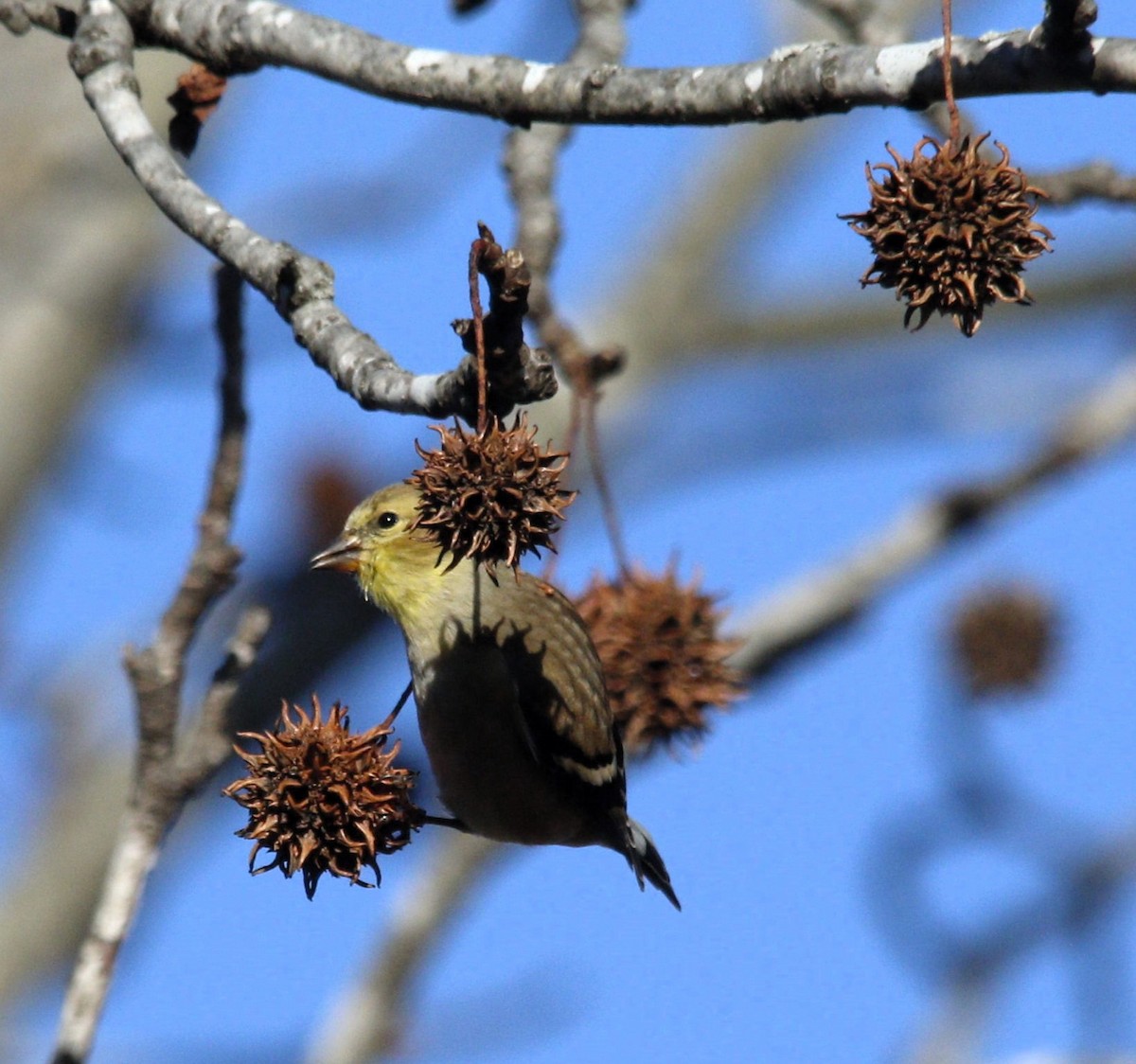 American Goldfinch - ML613396562