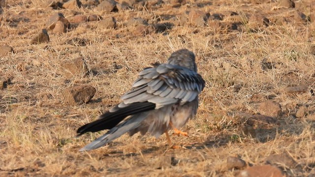 Montagu's Harrier - ML613396582