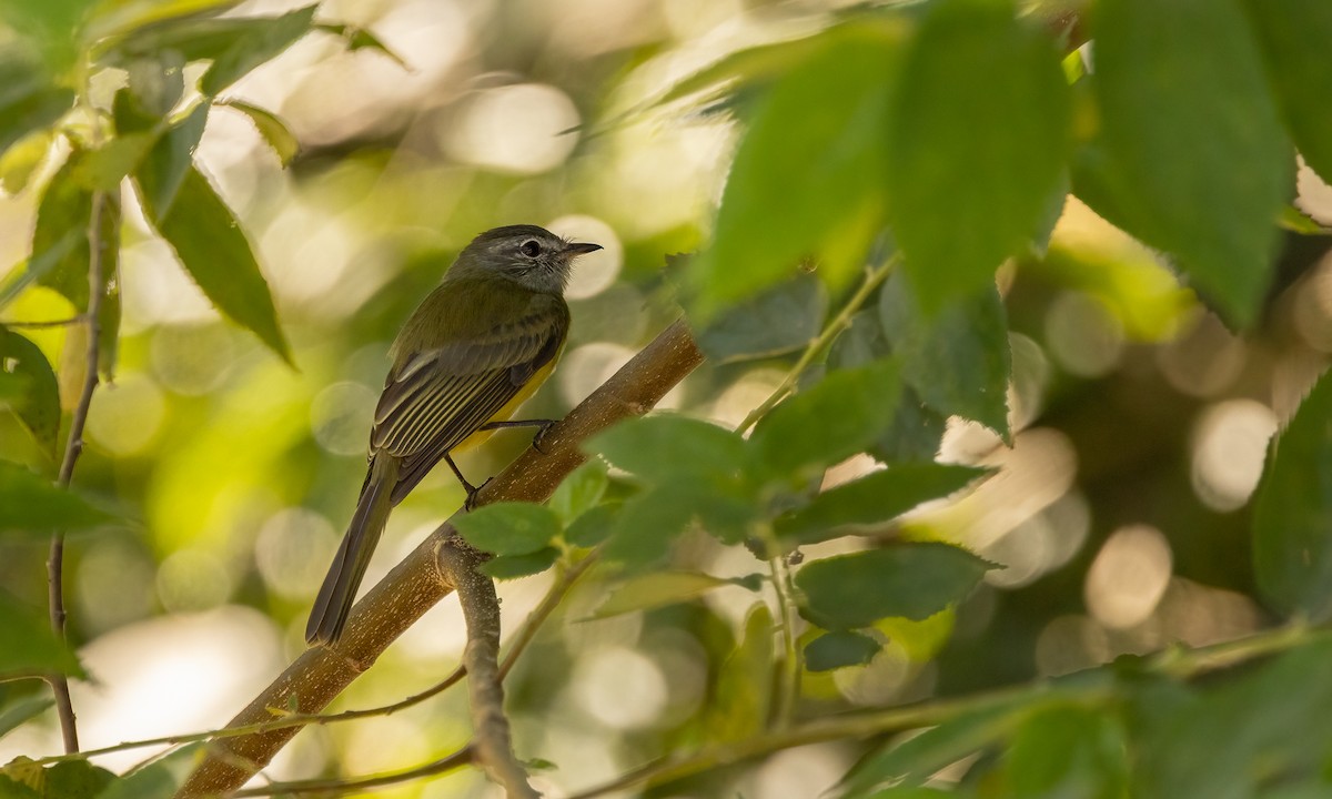 Greenish Elaenia - Richard  Davis