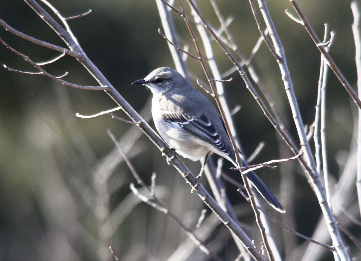 Northern Mockingbird - ML613396599