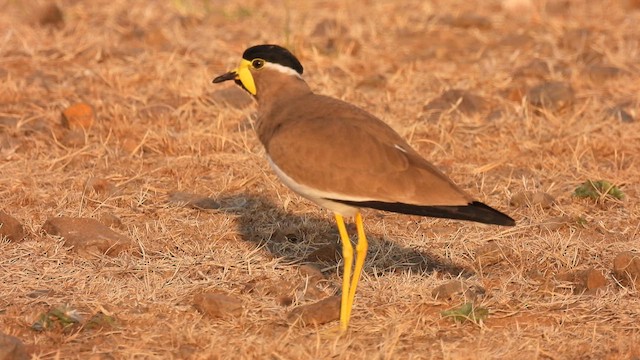 Yellow-wattled Lapwing - ML613396665