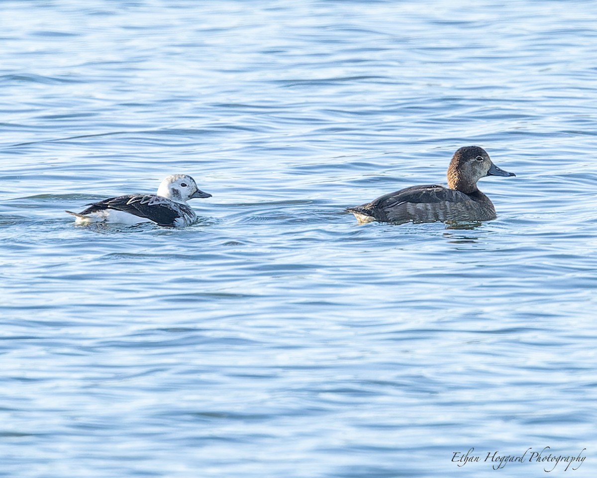 Long-tailed Duck - ML613396792