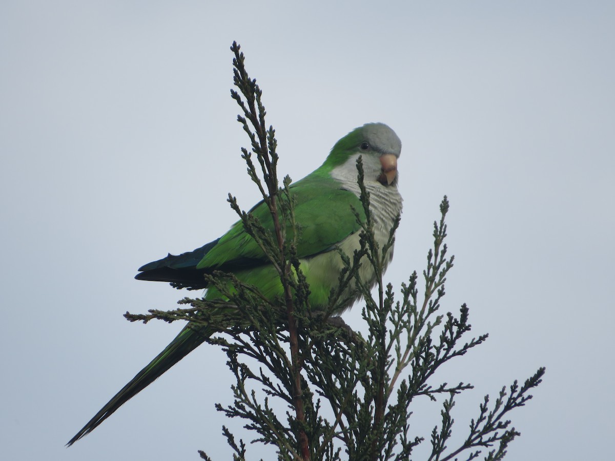 Monk Parakeet - ML613396803