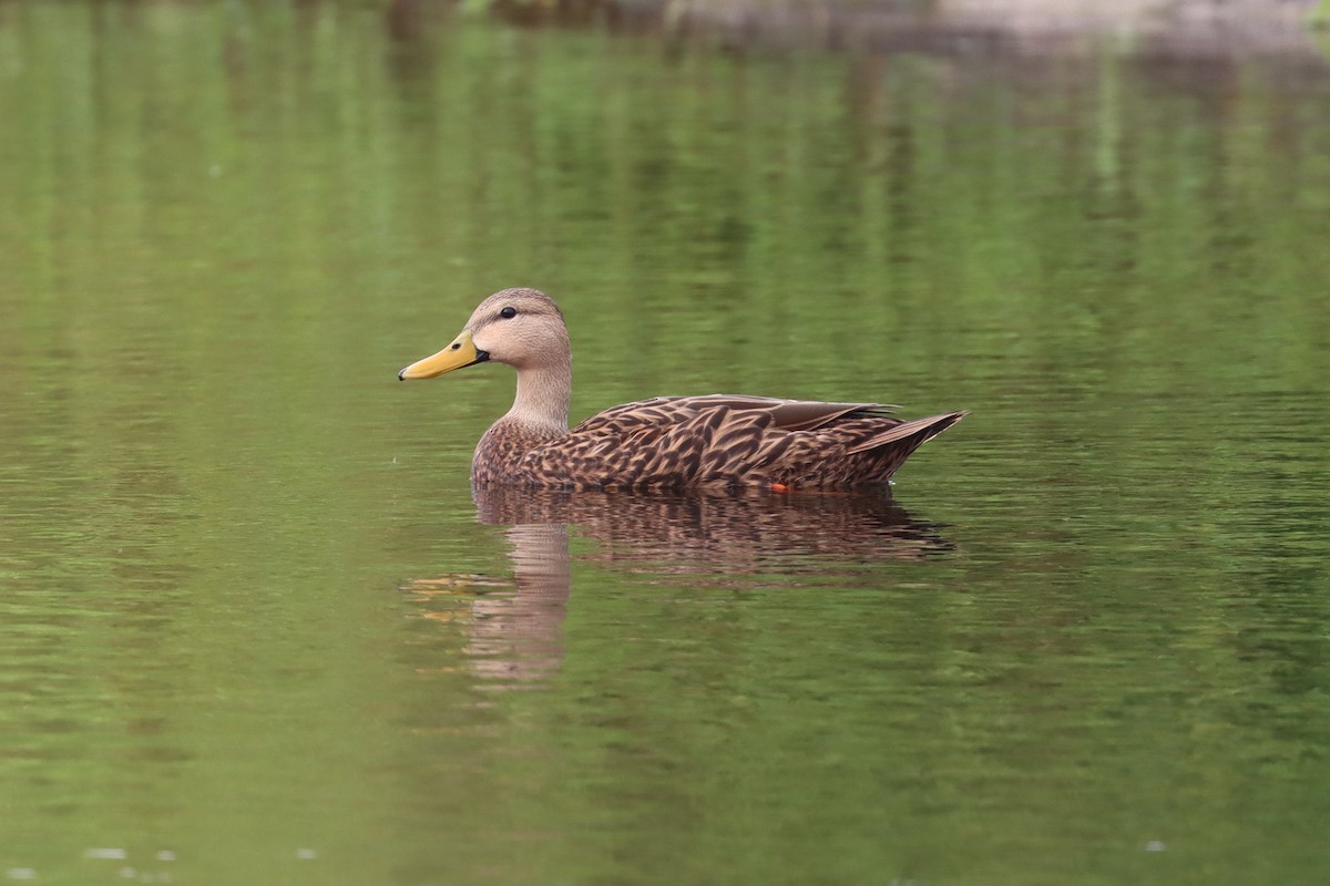 Mottled Duck - ML613396811