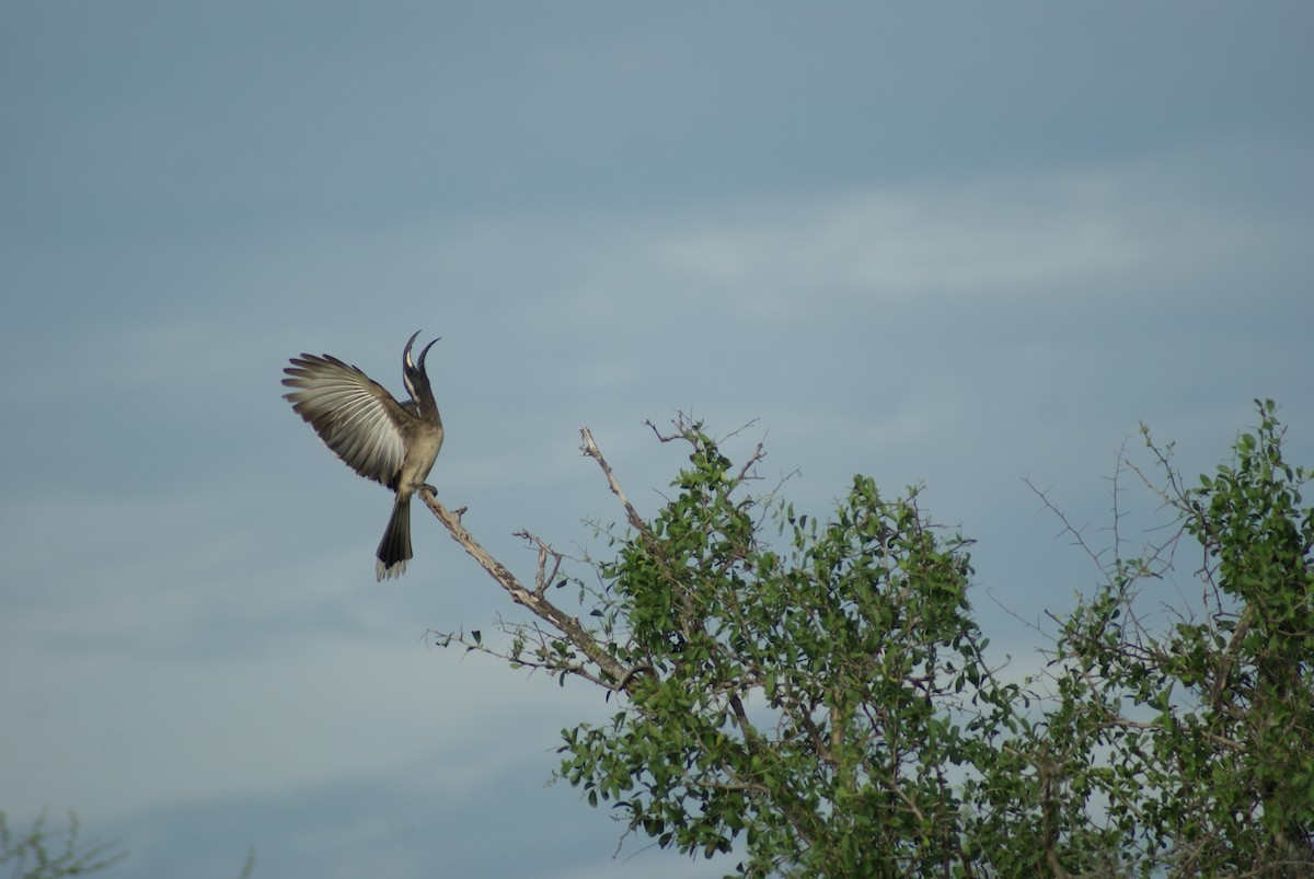 African Gray Hornbill - ML613396822