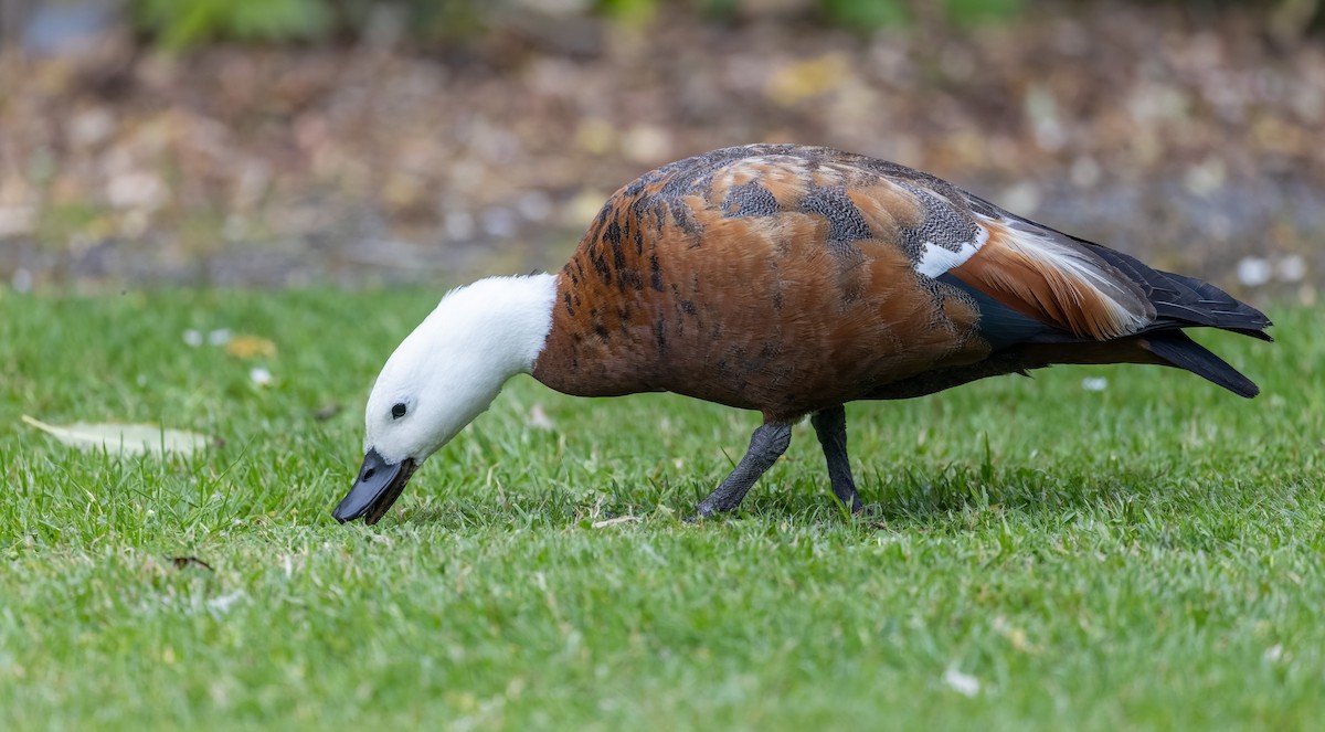 Paradise Shelduck - Ian Davies