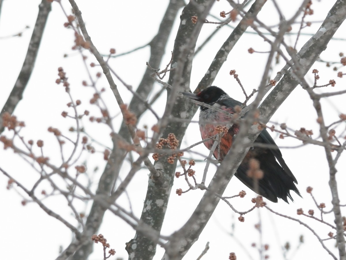 Lewis's Woodpecker - ML613396875