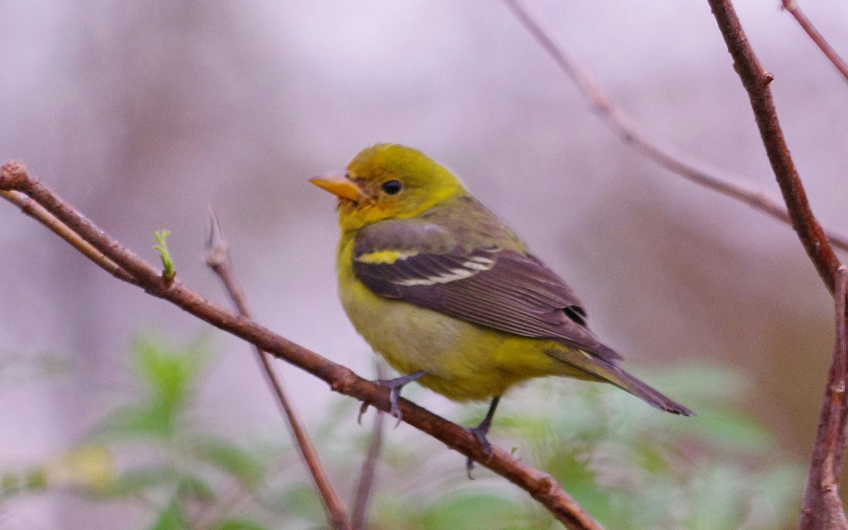 eBird Checklist - 11 Jan 2024 - 913 Southwest Brookdale Drive, Lake ...