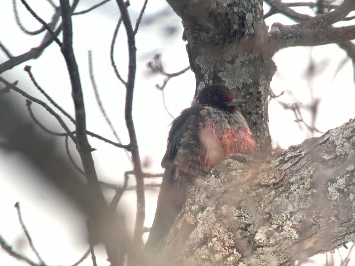 Lewis's Woodpecker - ML613396900