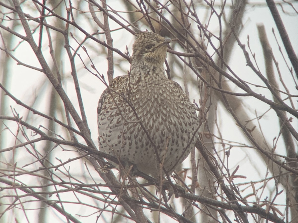 Sharp-tailed Grouse - ML613396922