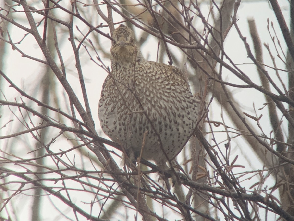 Sharp-tailed Grouse - ML613396923