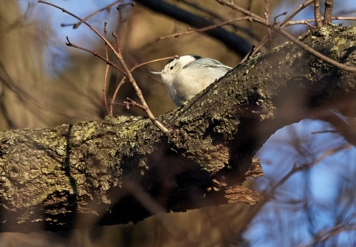White-breasted Nuthatch - ML613396929