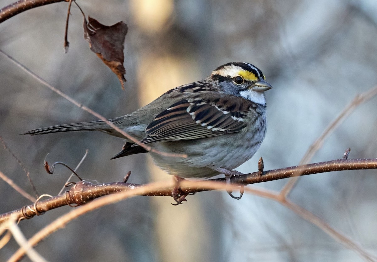 White-throated Sparrow - ML613396943