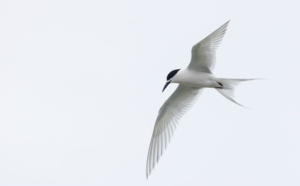 White-fronted Tern - Ian Davies