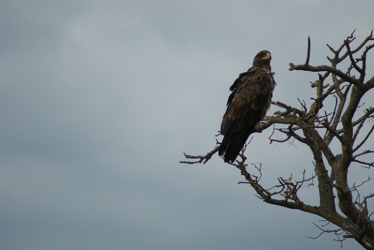 Tawny Eagle - ML613396982