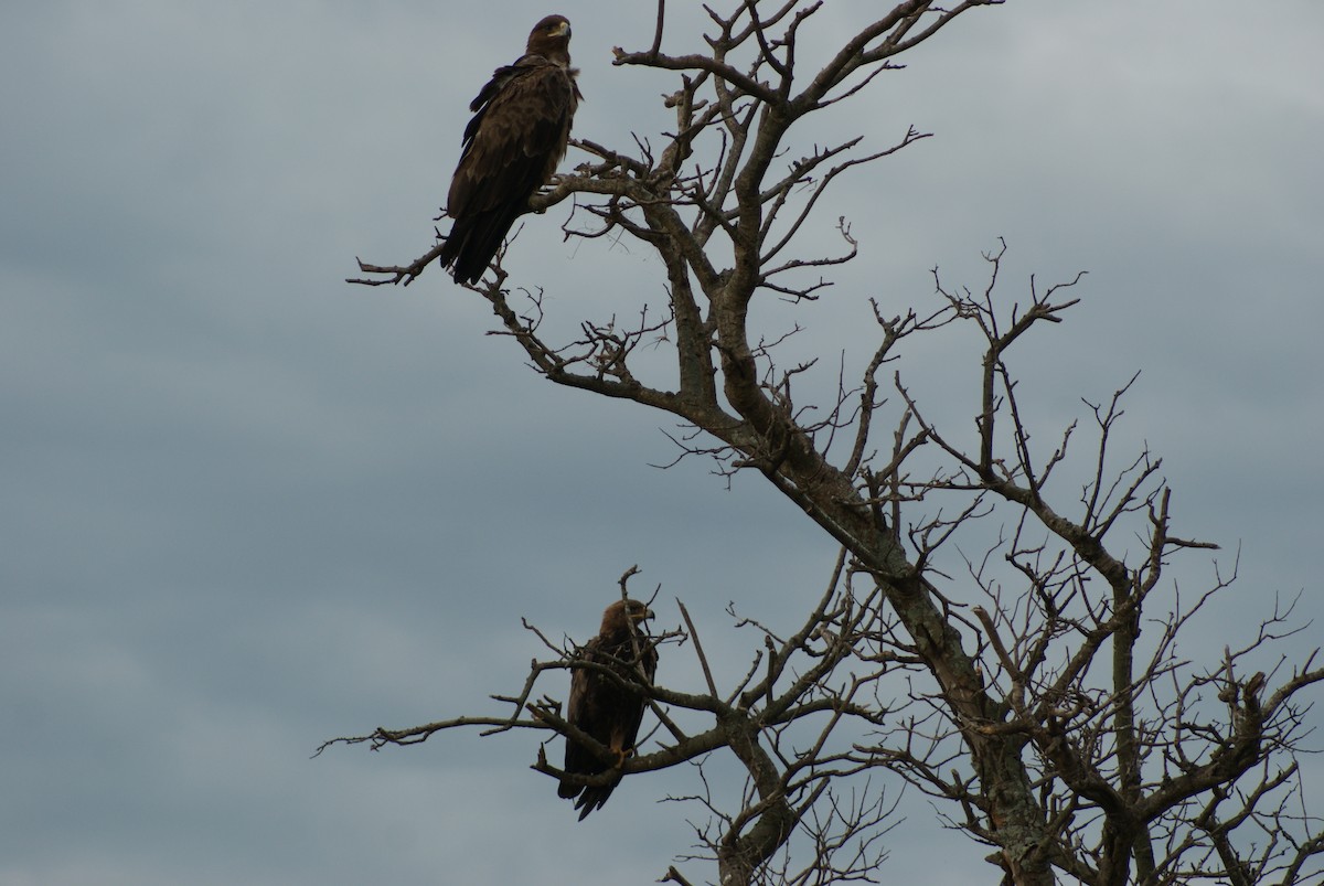 Águila Rapaz - ML613396983