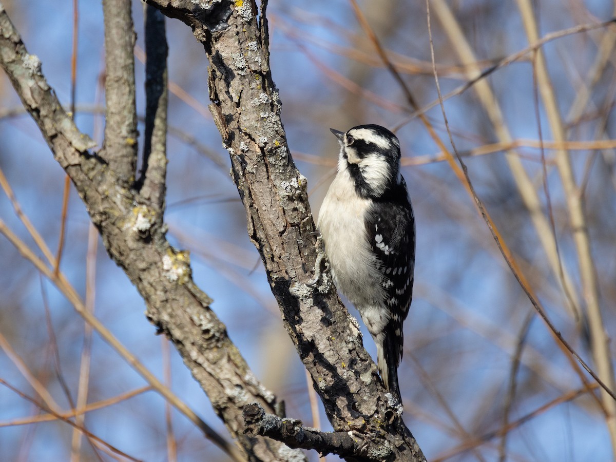 Downy Woodpecker - ML613397011