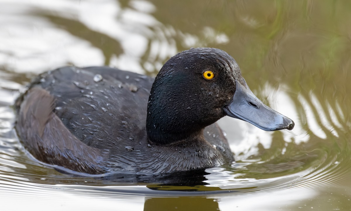 New Zealand Scaup - ML613397030