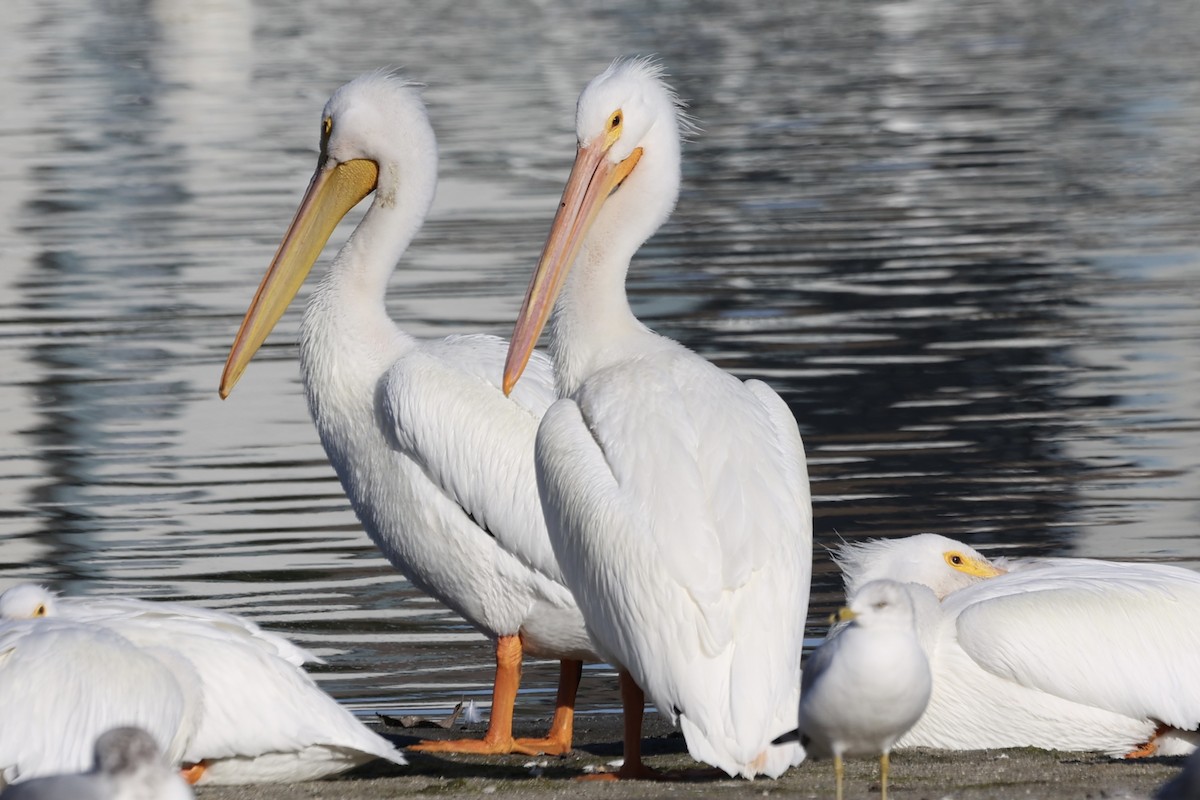 American White Pelican - ML613397044