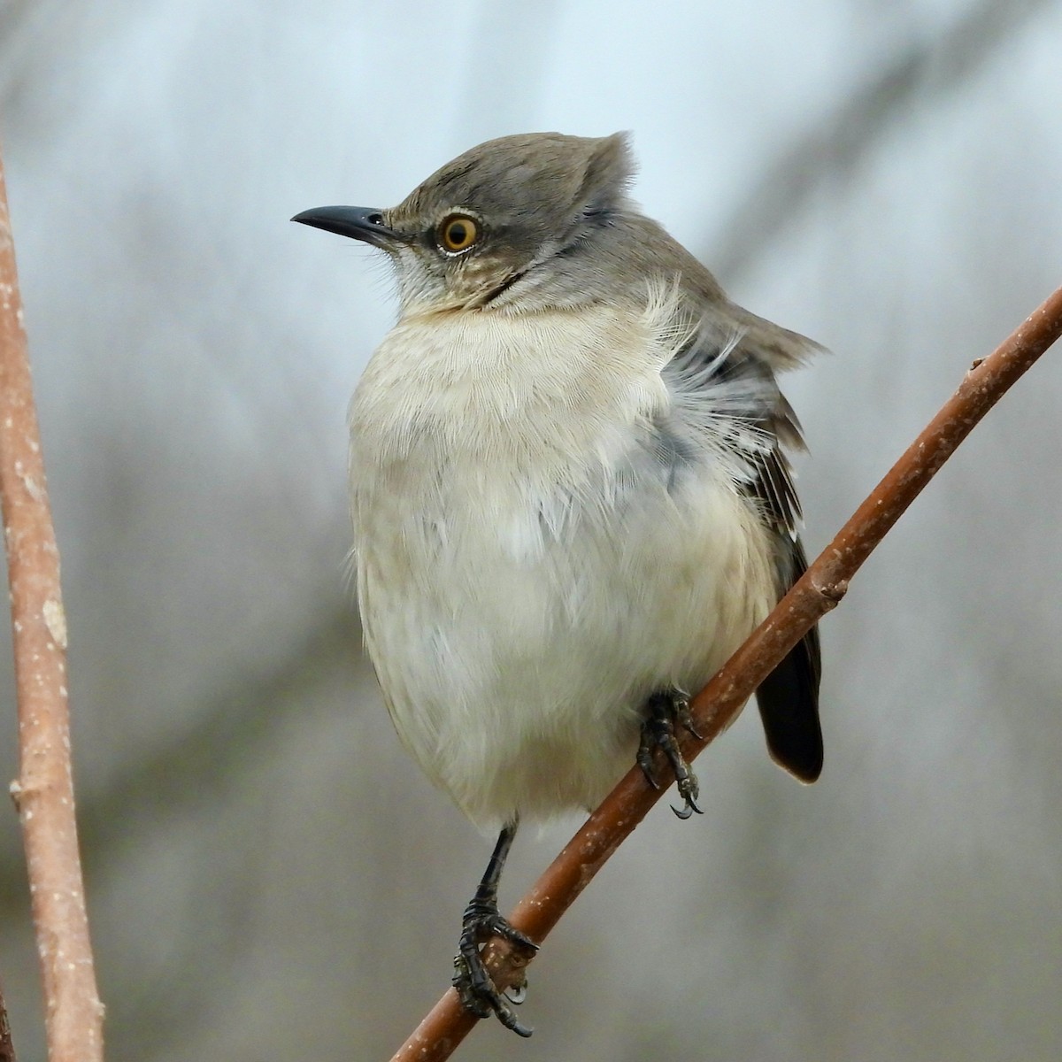 Northern Mockingbird - ML613397125