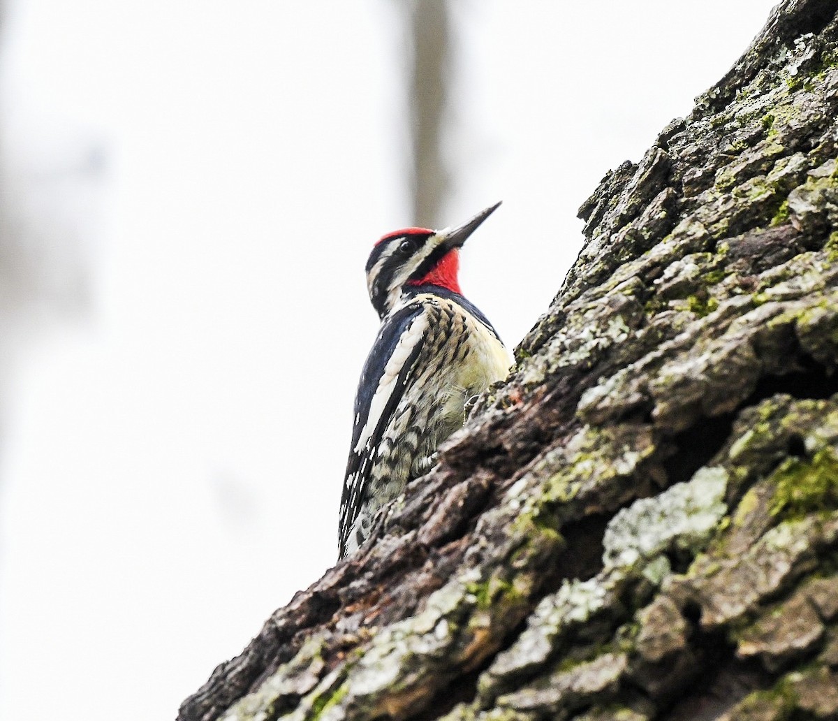 Yellow-bellied Sapsucker - ML613397140