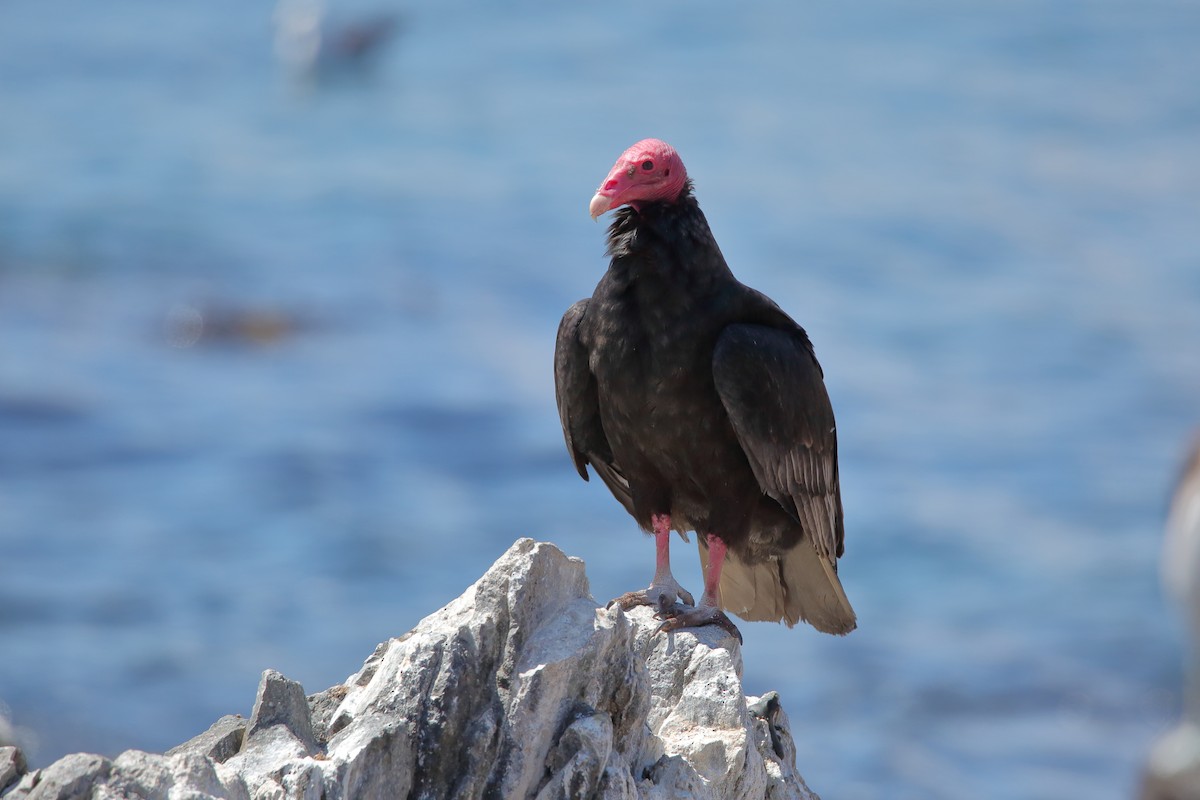 Turkey Vulture - Rubén Concha Leiva