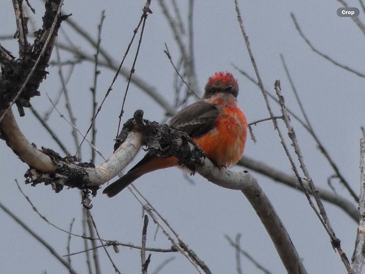 Vermilion Flycatcher - ML613397237