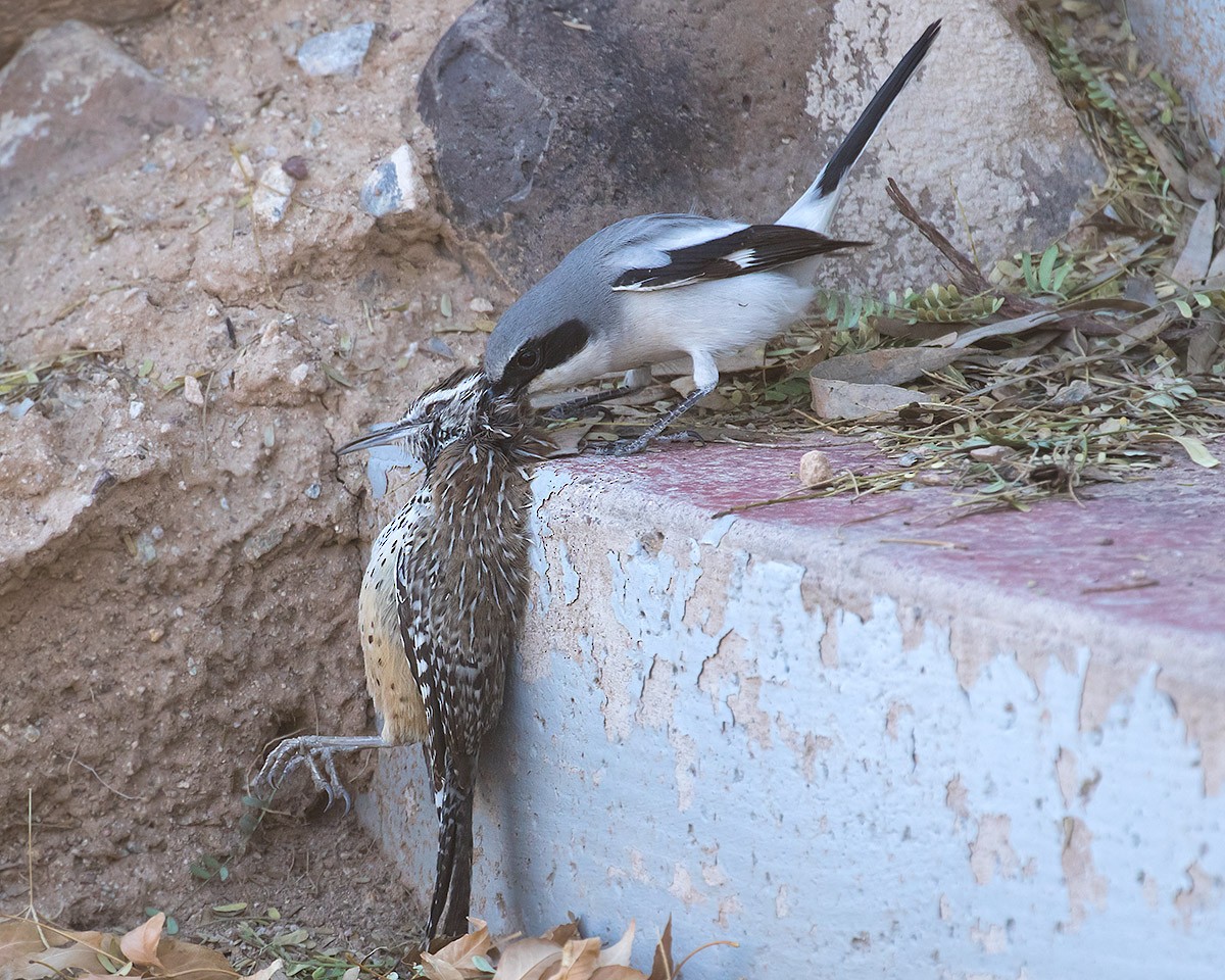 Loggerhead Shrike - ML613397294