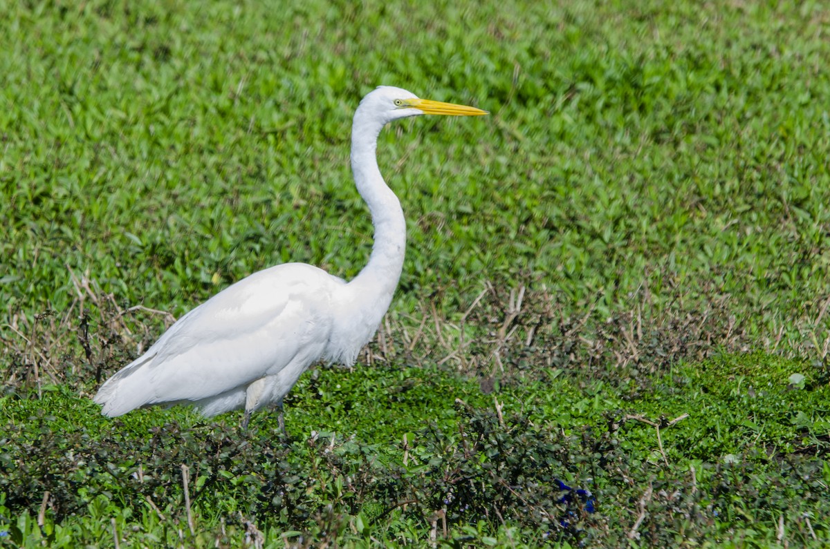Great Egret - ML613397318