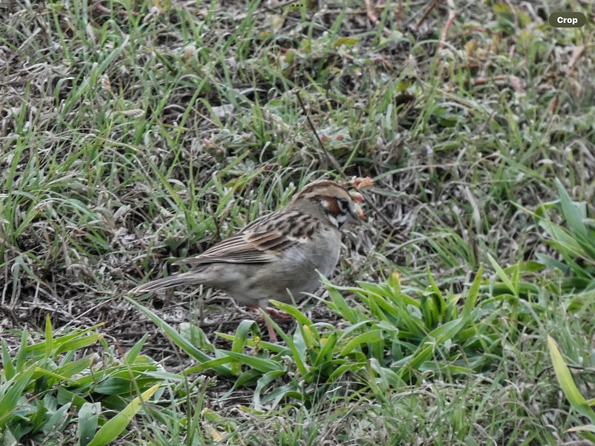Lark Sparrow - ML613397328