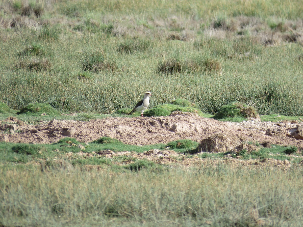 Andean Lapwing - ML613397522