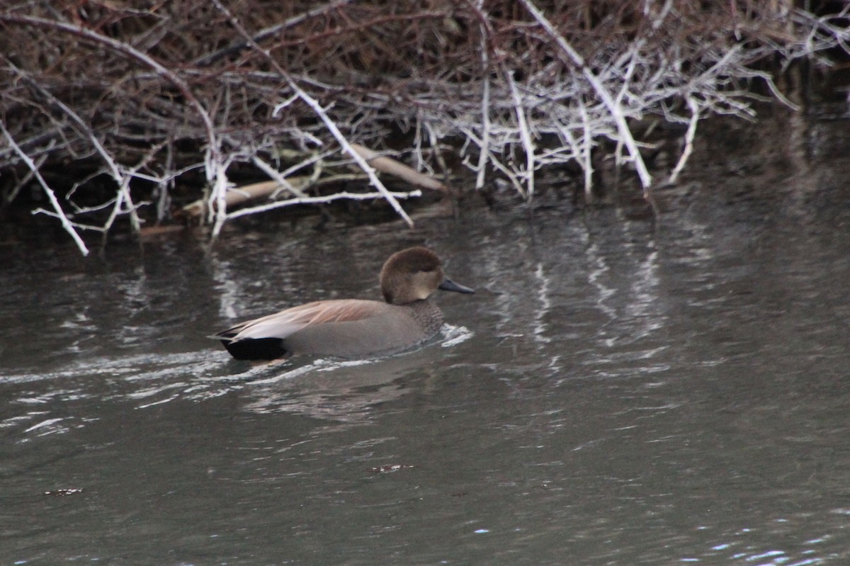 Gadwall - ML613397536