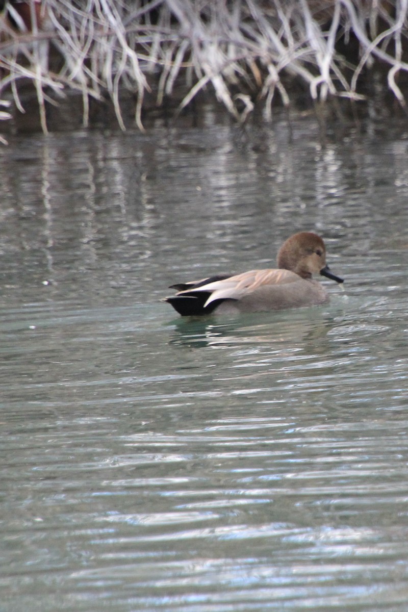 Gadwall - ML613397537