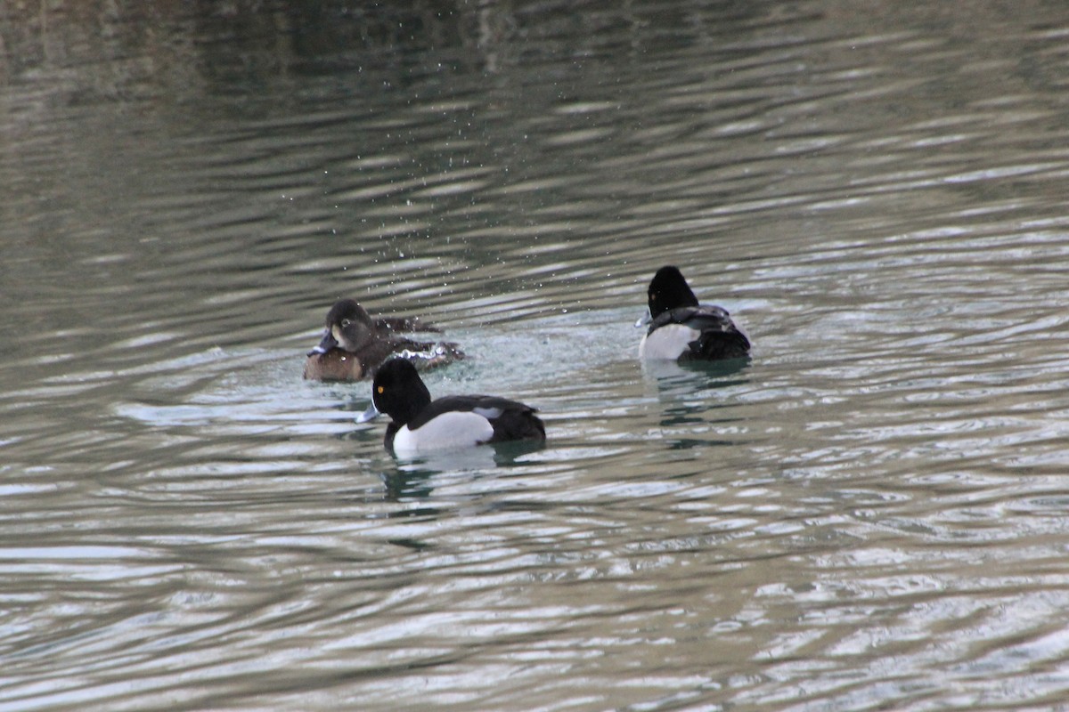 Ring-necked Duck - ML613397550