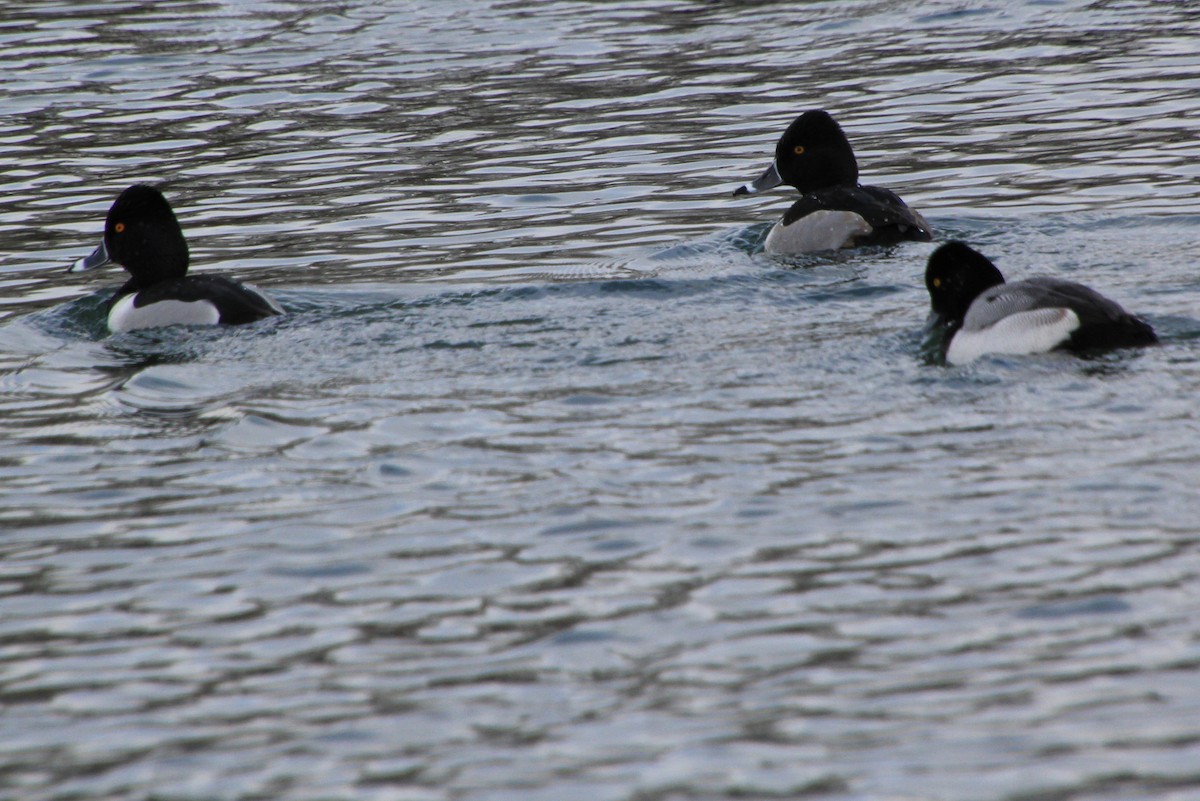 Ring-necked Duck - ML613397551