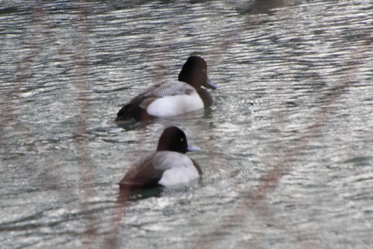 Lesser Scaup - ML613397565