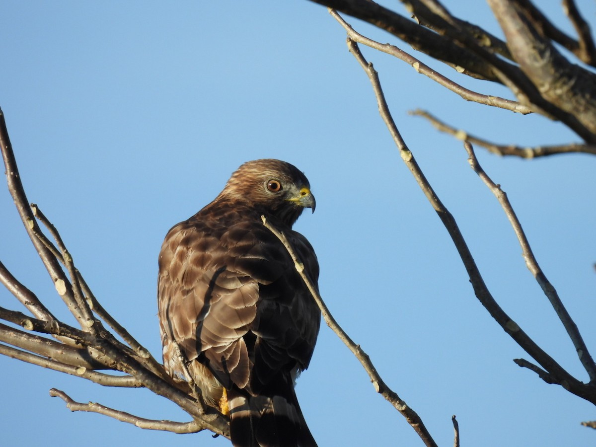 Broad-winged Hawk - ML613397576