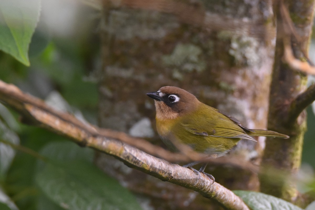 Common Chlorospingus (Southwest Mexico) - Luke Berg