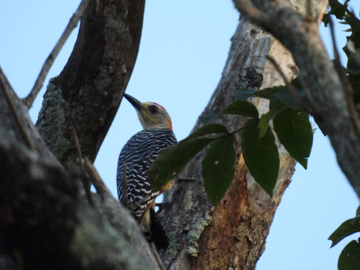 Hoffmann's Woodpecker - ML613397590